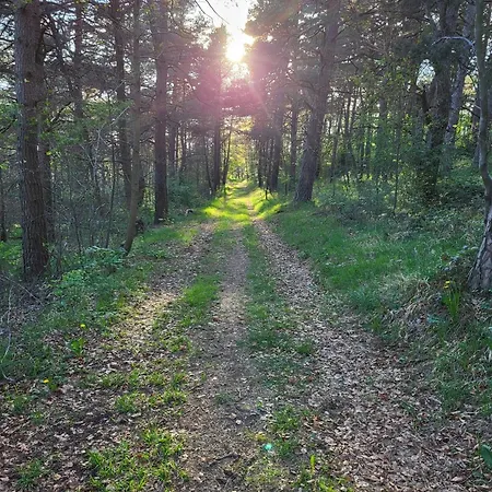 Kiefernwald Mechernich