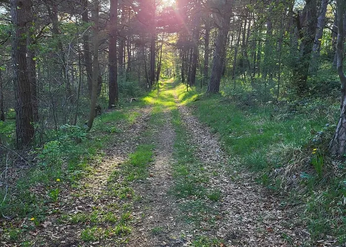 Kiefernwald מכרניך